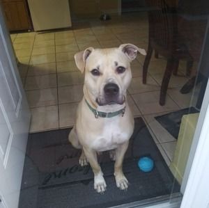 Meet your Posher, Sam